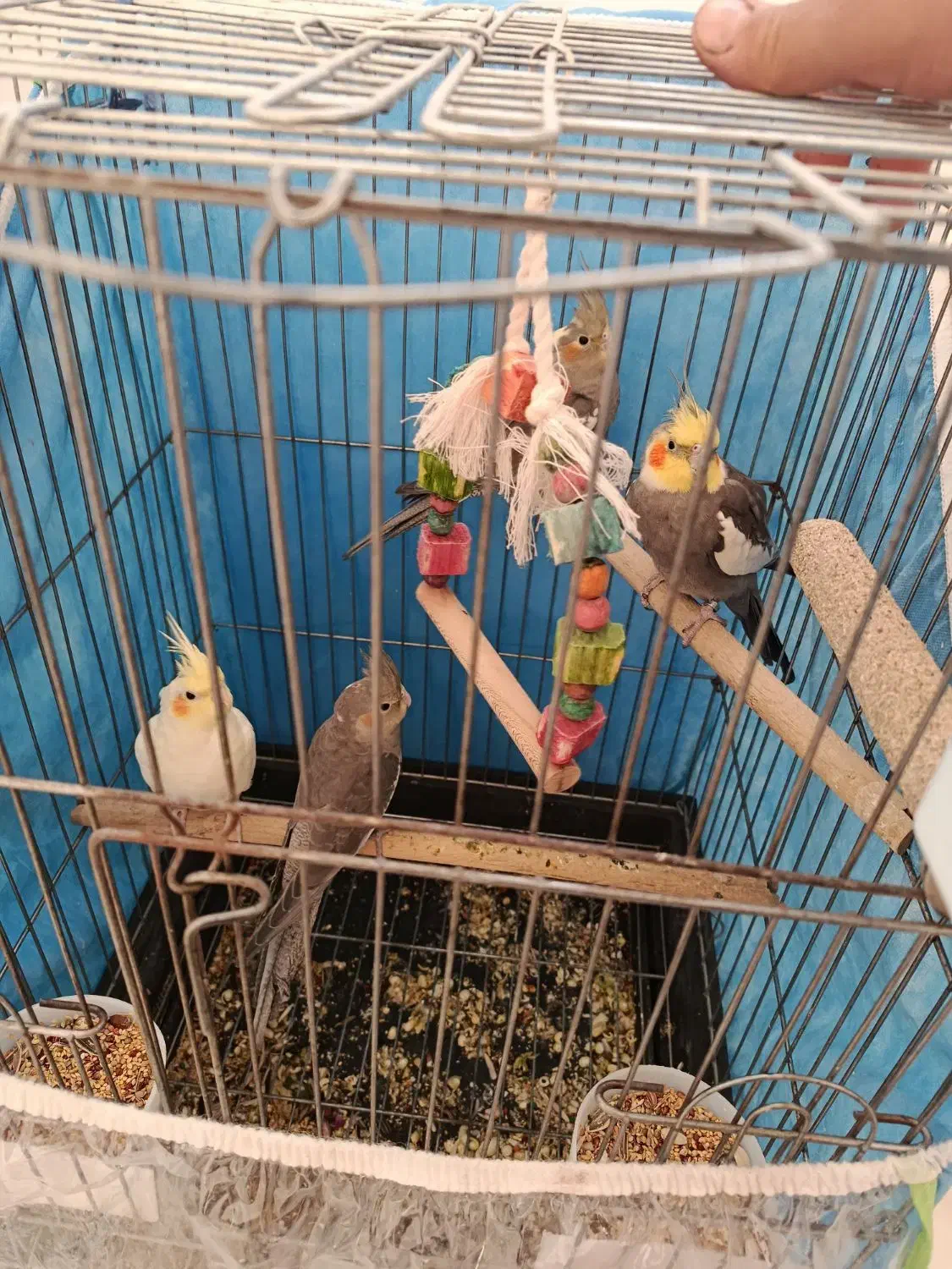 عروس هلندی جفت با جوجه|پرنده|شیراز, شهرک بهار|دیوار