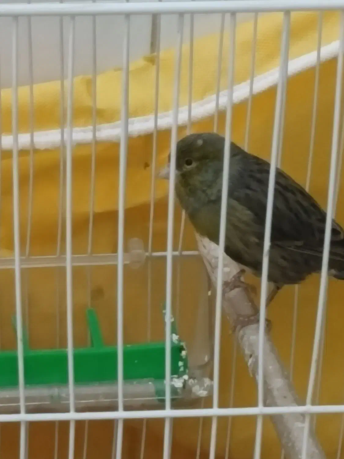 قناری نر|پرنده|مشهد, نوید|دیوار