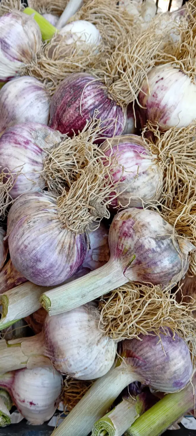 سیر محلی|خوردنی و آشامیدنی|آکند, |دیوار