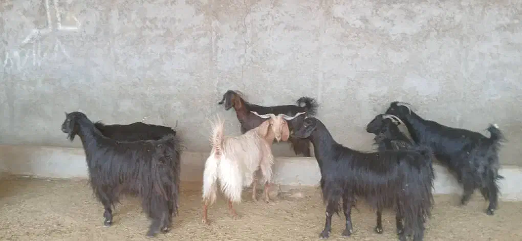 فروش ۱۵ راس بزدرجه یک و روزگاری|حیوانات مزرعه|زرین دشت (فارس), |دیوار