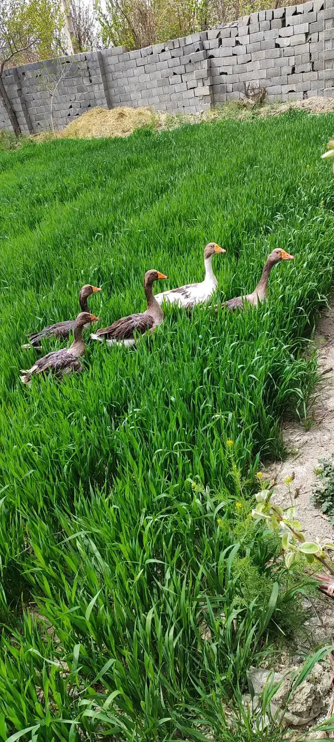 غاز|حیوانات مزرعه|قهدریجان, |دیوار