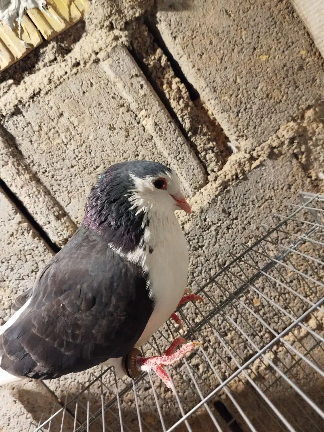 کبوتر|پرنده|خورموج, |دیوار