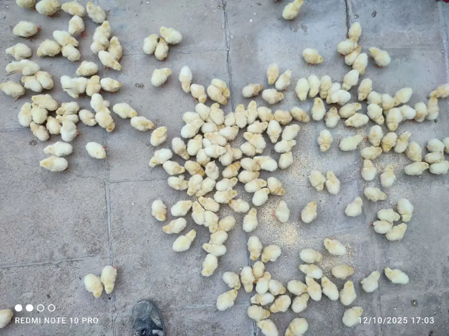 جوجه کارخانه ای|حیوانات مزرعه|اردکان, |دیوار