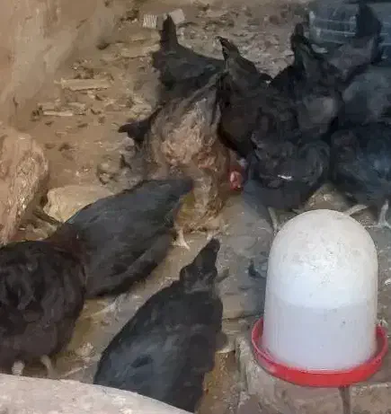 نیمچه مرغ|حیوانات مزرعه|یزد, |دیوار