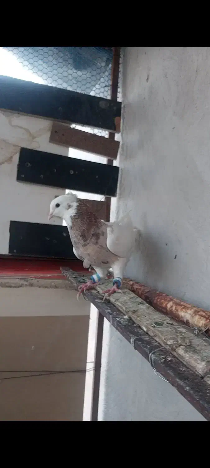 طوقی تمیز جفت عروسک|پرنده|یاسوج, |دیوار