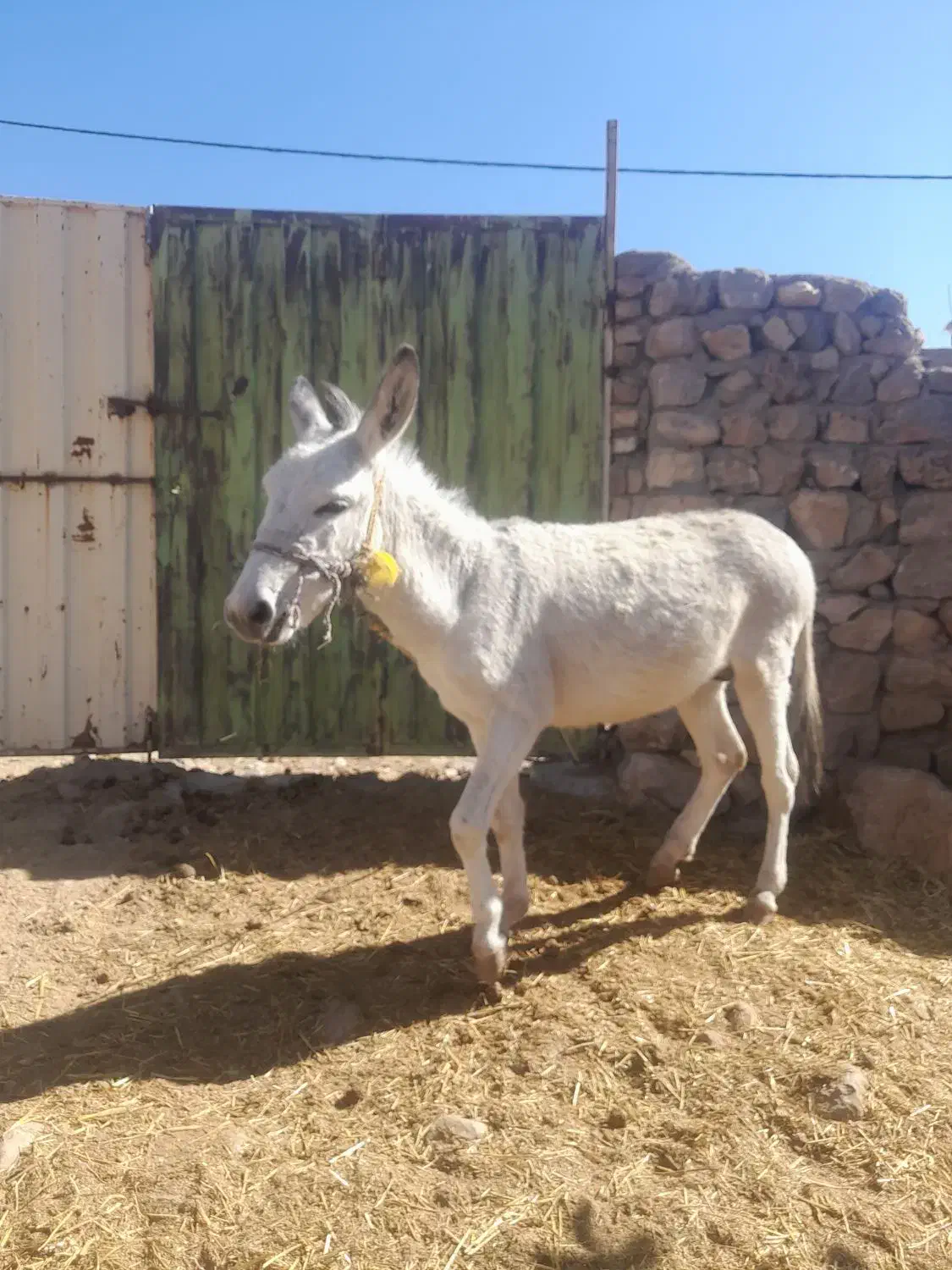 الاغ|حیوانات مزرعه|چگنی, |دیوار