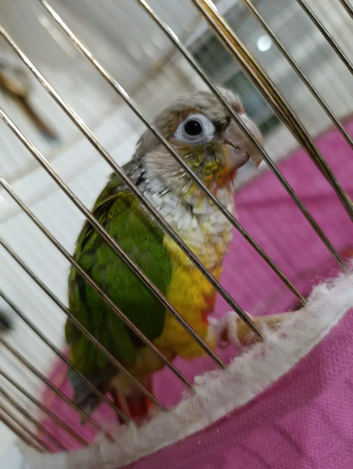 طوطی گرینچک|پرنده|شاهینشهر, گزبرخوار|دیوار