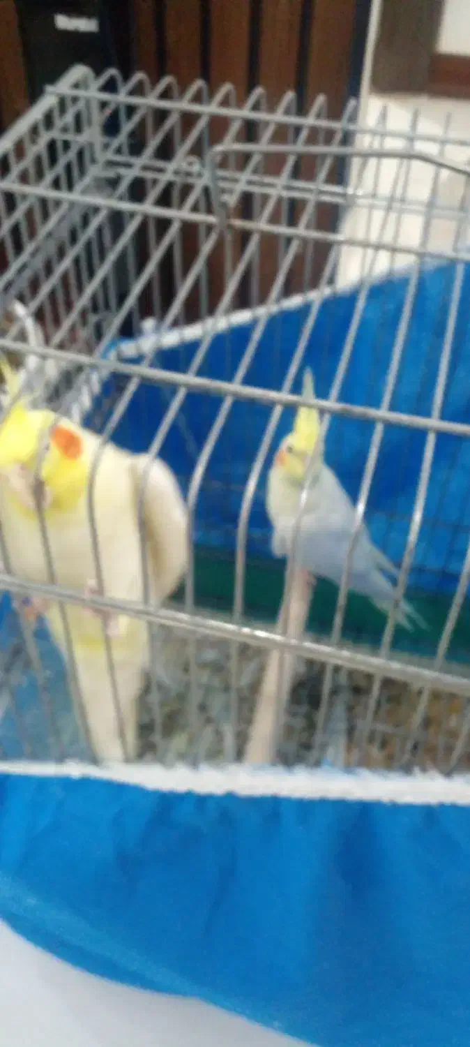 عروس هلندی|پرنده|اصفهان, بابوکان|دیوار