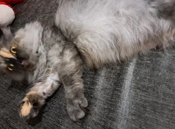 گربه پرشین باردار|گربه|مشهد, نیروی هوایی|دیوار