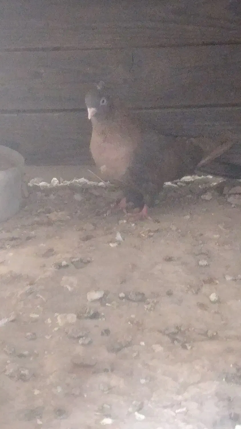 کفتر باخت رفته|پرنده|حسن آباد, |دیوار