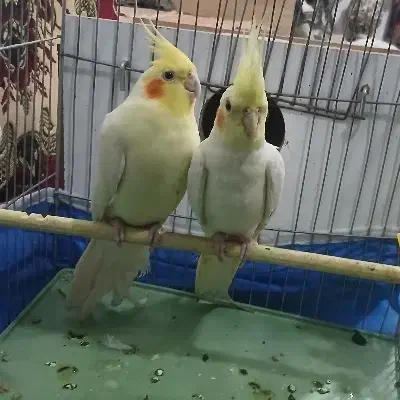 عروس هلندی|پرنده|باسمنج, |دیوار