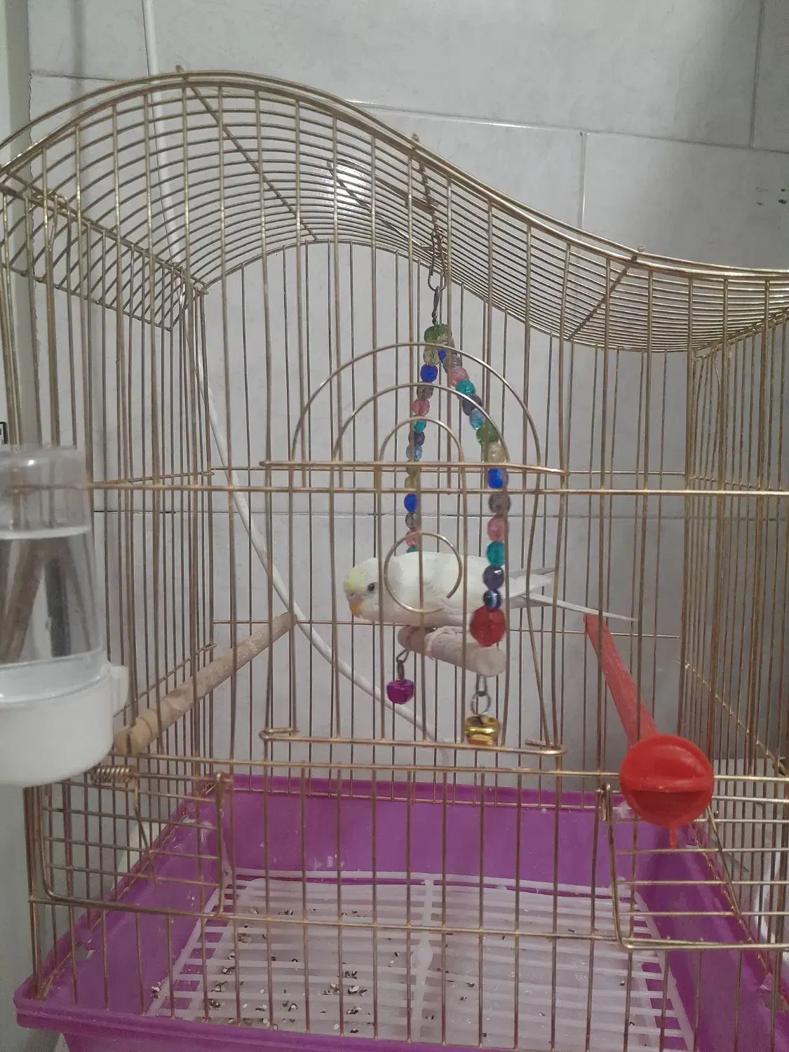 مرغ عشق دستی|پرنده|قم, نخودی|دیوار