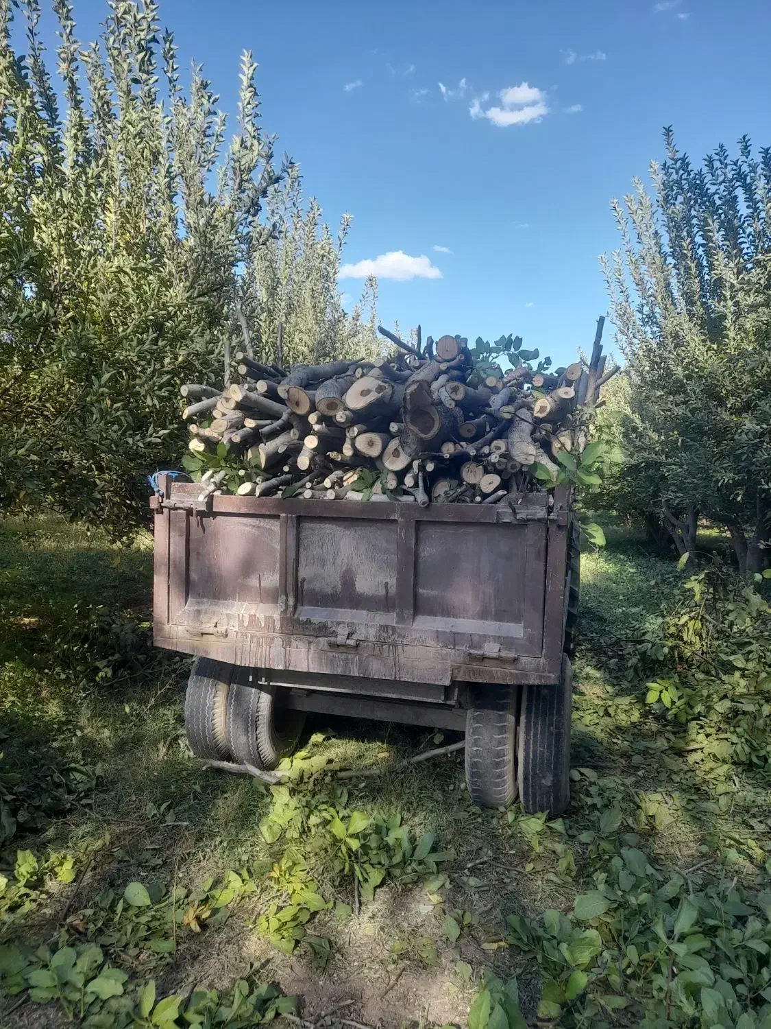 باسلام خریدارگردو سیب صنوبروغیر۰۰۰|خدمات باغبانی و درختکاری|نهاوند, |دیوار