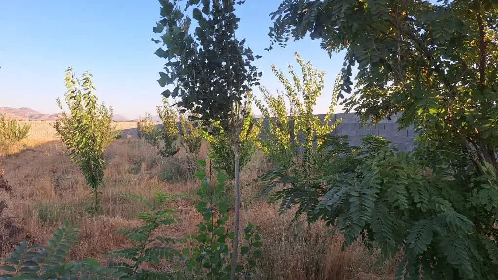 فروش باغ ۱۰۰۰ متری|فروش زمین و ملک کلنگی|همایجان, |دیوار