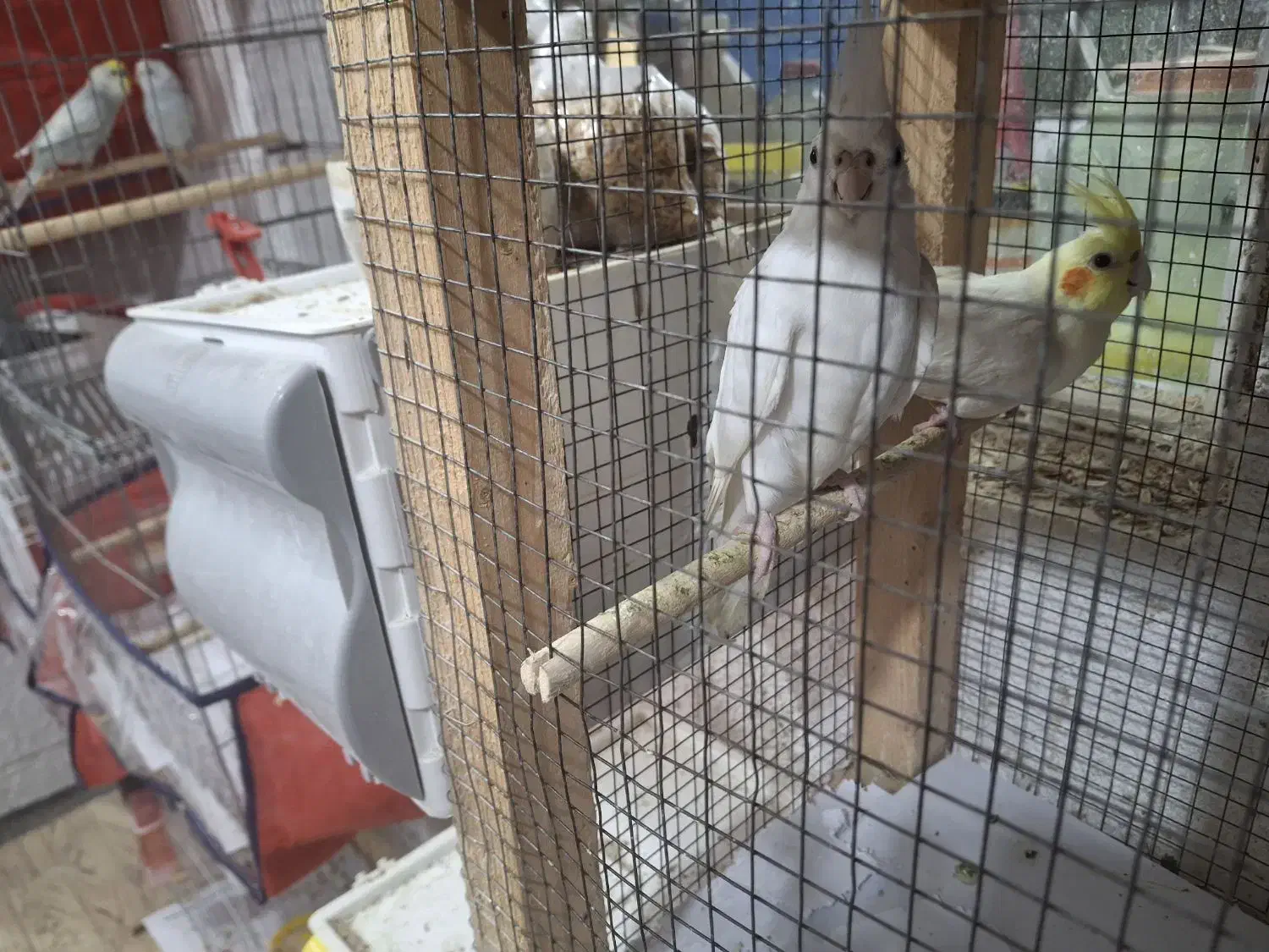 عروس هلندی جفت ومرغ عشق|پرنده|بندرعباس, |دیوار