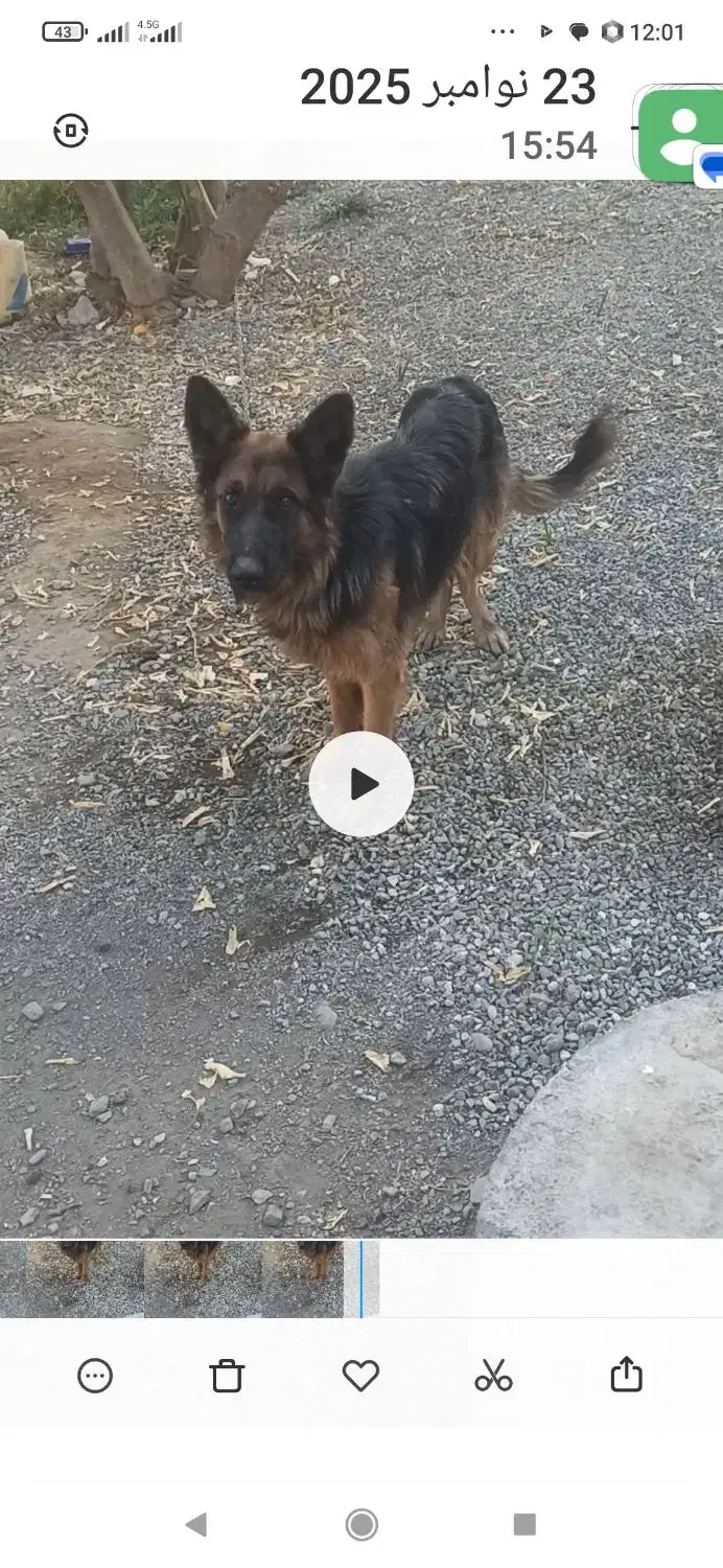 سگ ژرمن|سگ|فاریاب, |دیوار