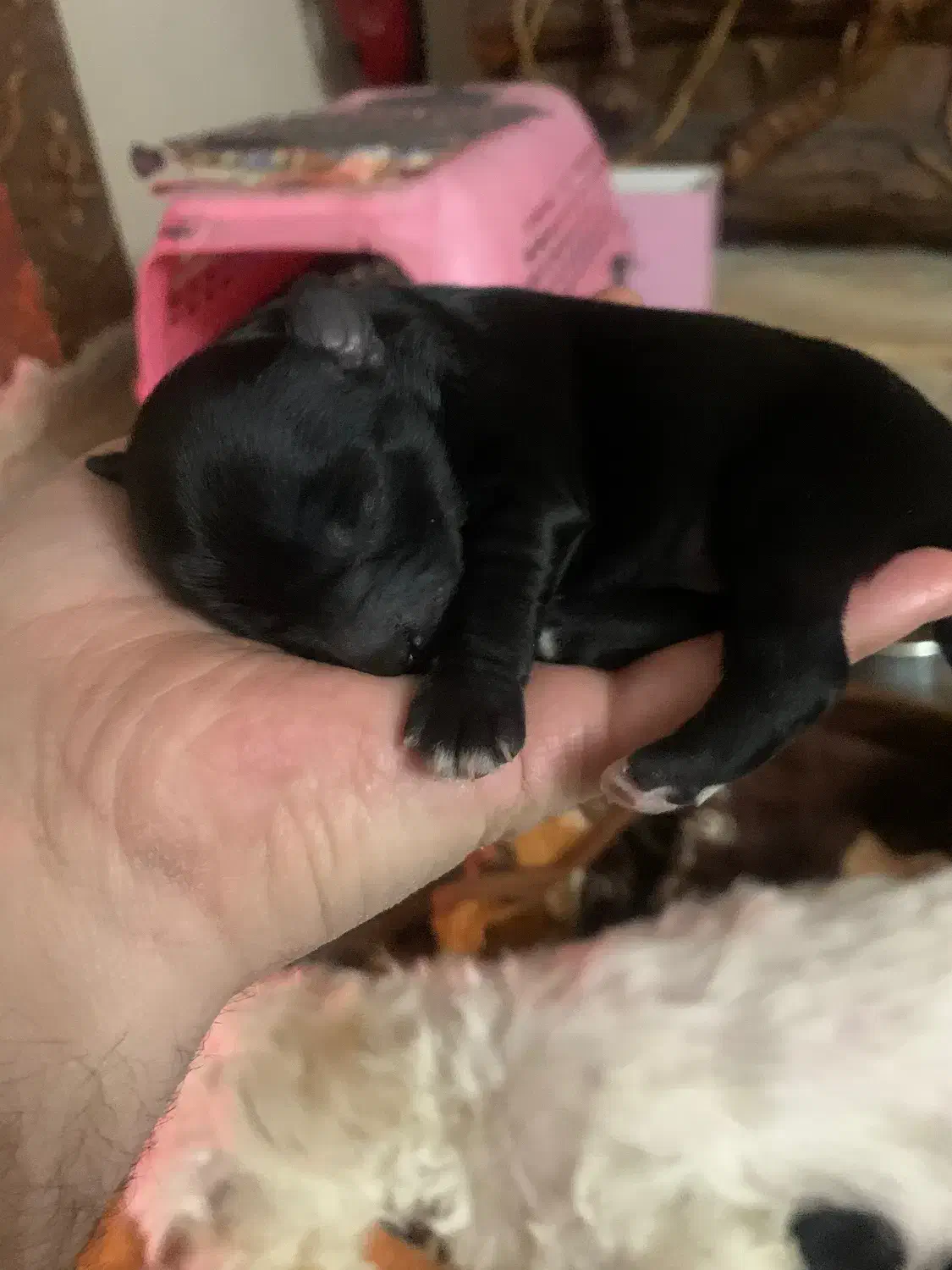 توله سگ نژاد داراصیل وارداتی|سگ|تهران, منیریه|دیوار