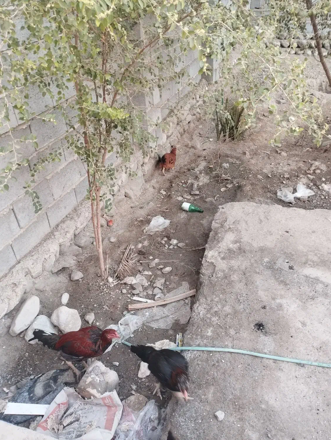 مرغ|حیوانات مزرعه|میناب, |دیوار