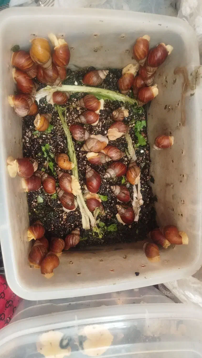 حلزون|خزنده|مشهد, شهید رضوی|دیوار