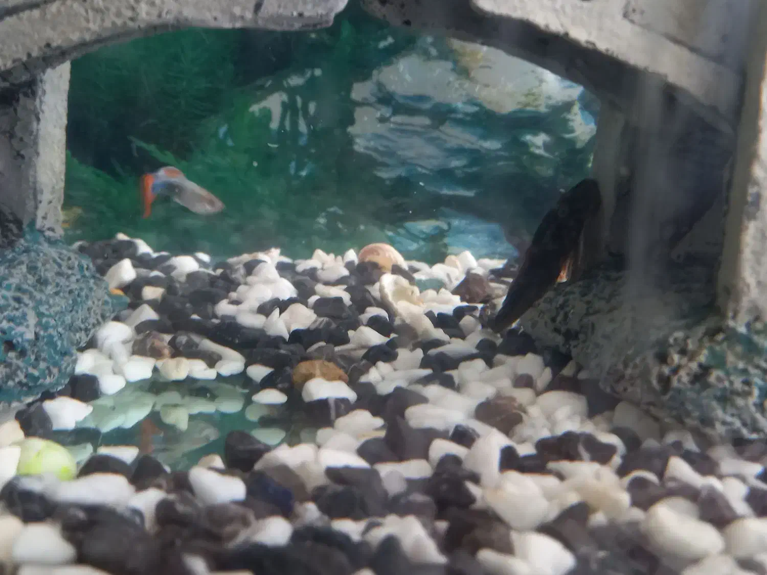 آکواریوم فروش فوری|ماهی|کاشان, مفتح|دیوار