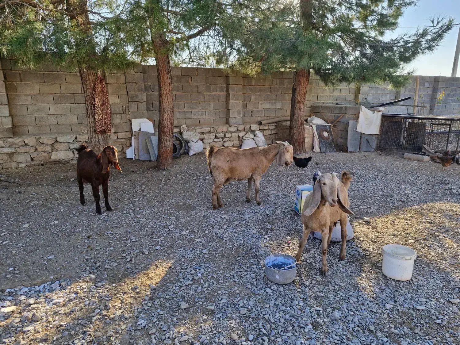 فروش ۶عدد بز اصیل شیری سه قلوزا|حیوانات مزرعه|فیروزآباد, |دیوار