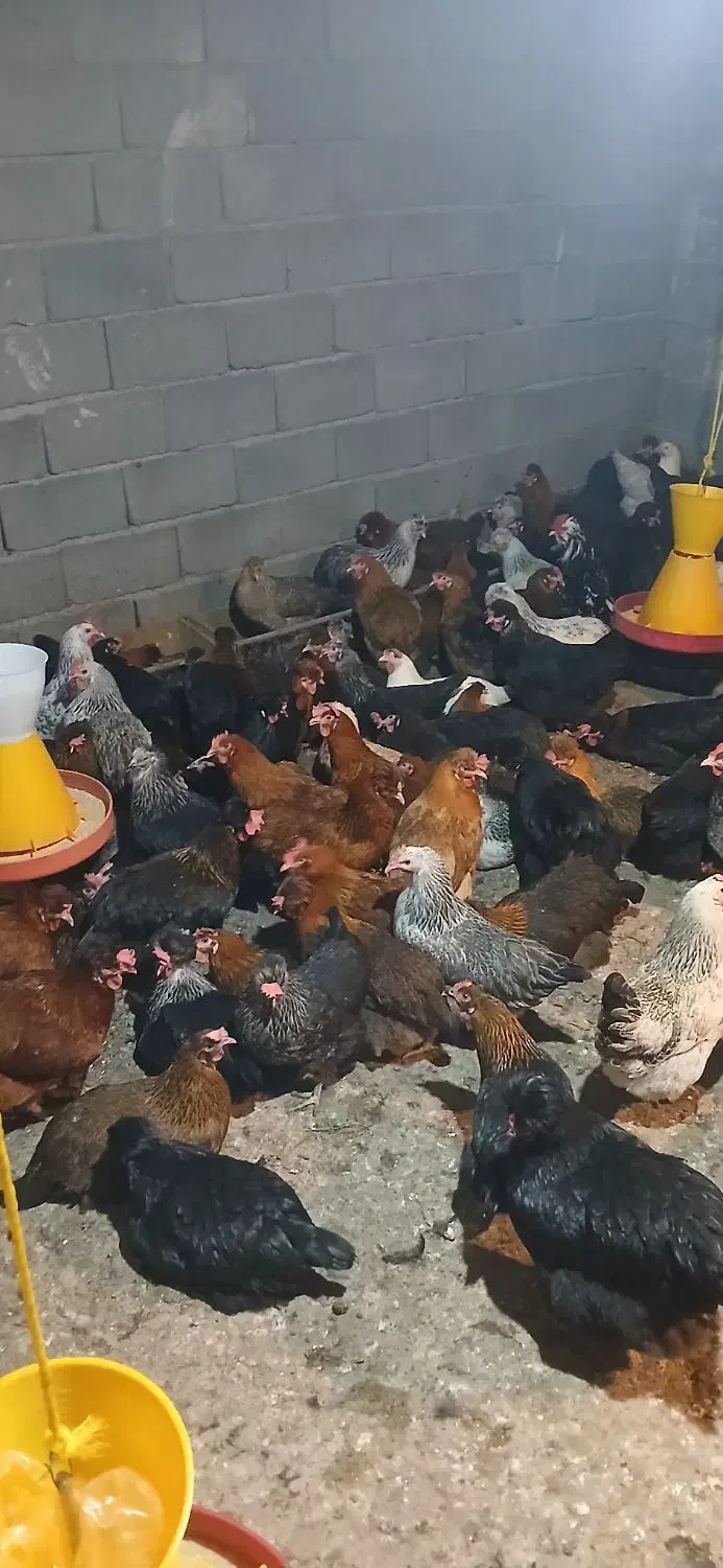 مرغ محلی|حیوانات مزرعه|مرند, |دیوار