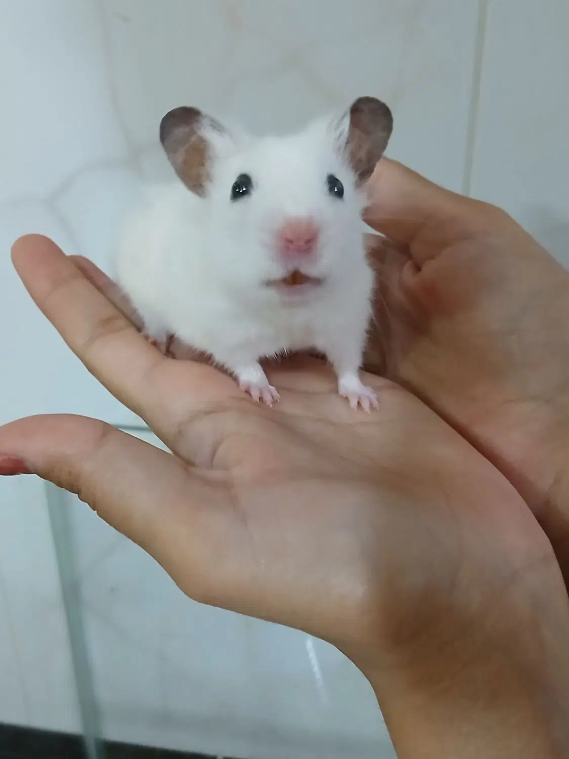 همستر Hamster|موش و خرگوش|تربت‌حیدریه, دیزقند|دیوار