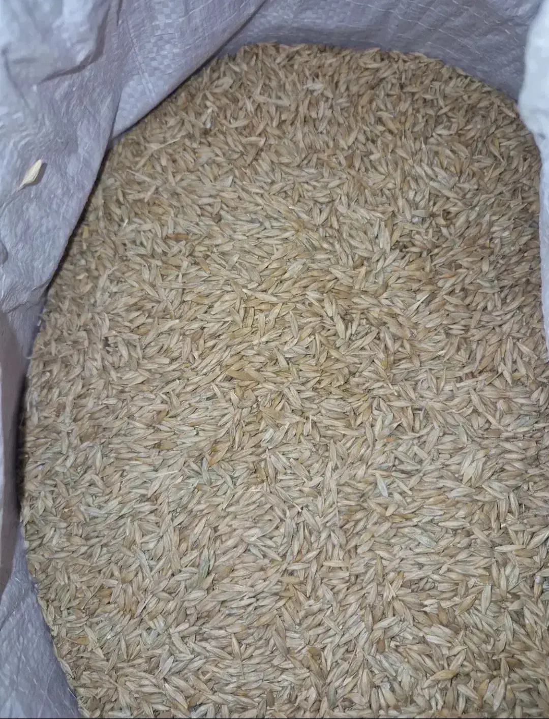 جو بذری ترکمنی درجه یک|عمدهفروشی|گنبد کاووس, |دیوار