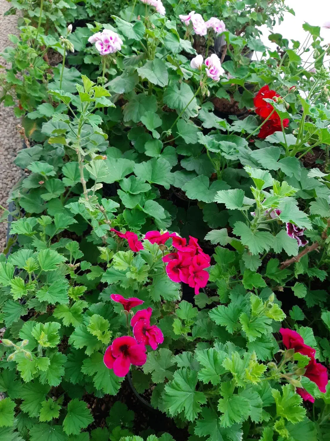 فروش عمده گل|گل و گیاه طبیعی|آباده, |دیوار