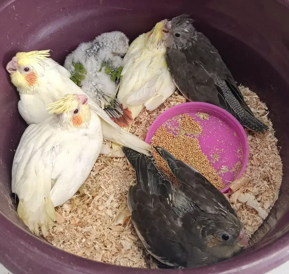 جوجه عروس دستی دان خور جوجه گرینچیک سرلاکی|پرنده|علیآباد کتول, |دیوار