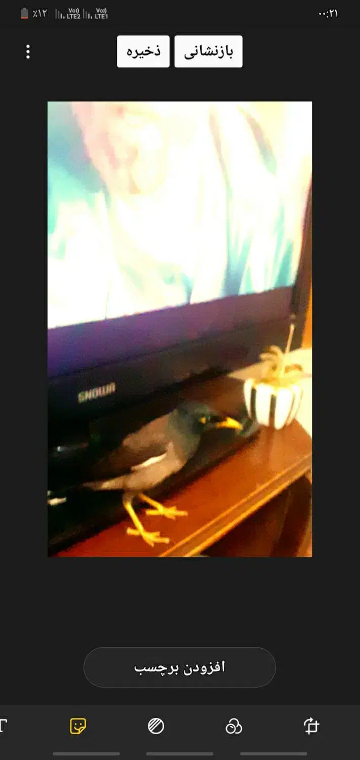 پرنده مینا افغان سخنگو 4کلمه حرف میزنههدستی ۳ماه|پرنده|زاهدان, |دیوار