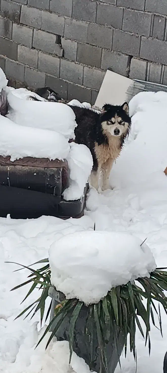 سگ هاسکی نگهبان  اصیل نر جوانن|سگ|مشهد, توس فردوسی|دیوار