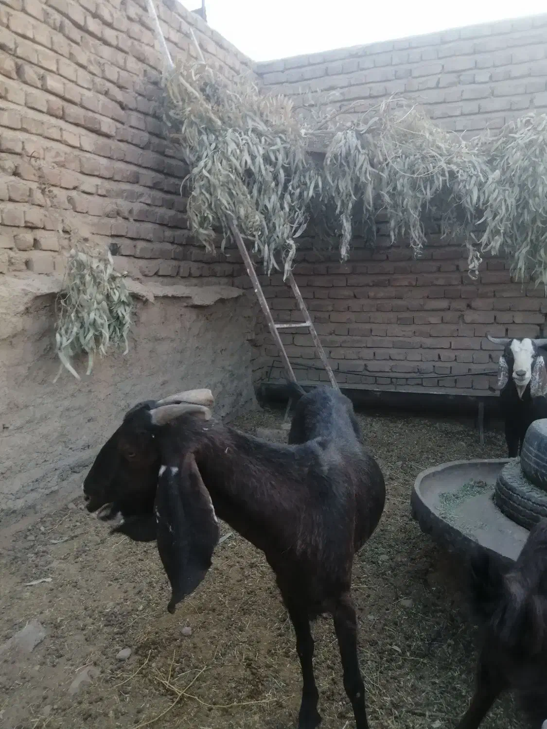 بز پاکستانی|حیوانات مزرعه|زرند, |دیوار