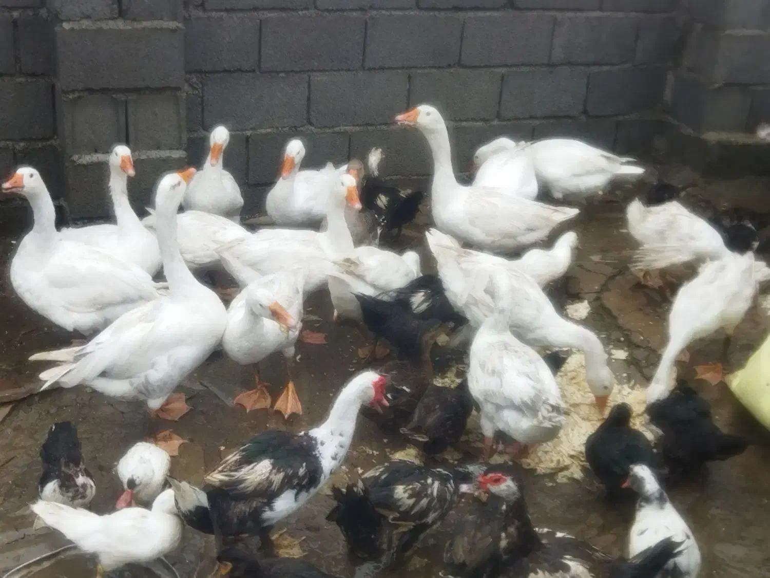 فروش غاز ،اردک اسراییلی ومرغ|حیوانات مزرعه|کلاچای, |دیوار