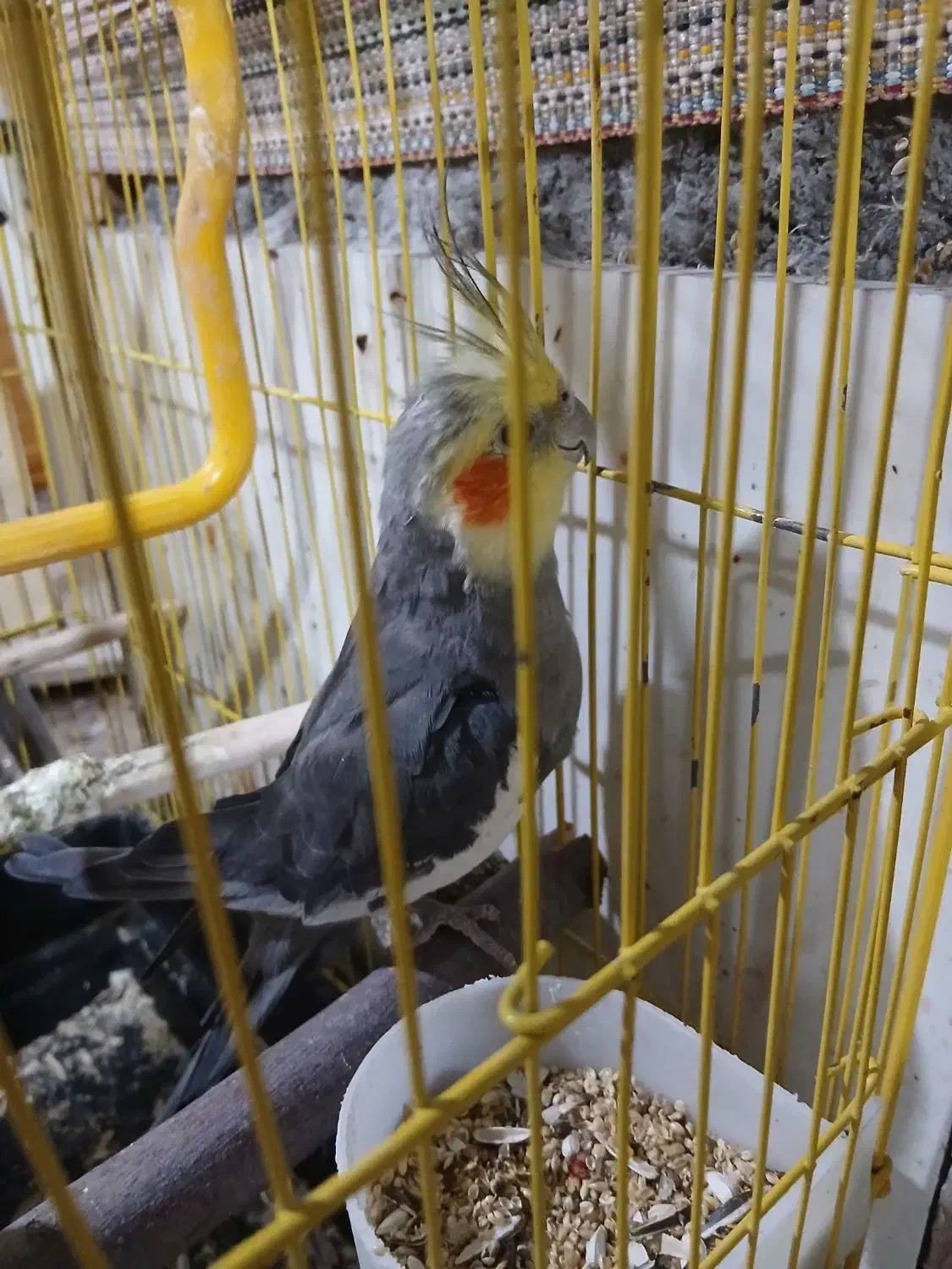 نر سخنگو ۲ ساله|پرنده|آق قلا, |دیوار