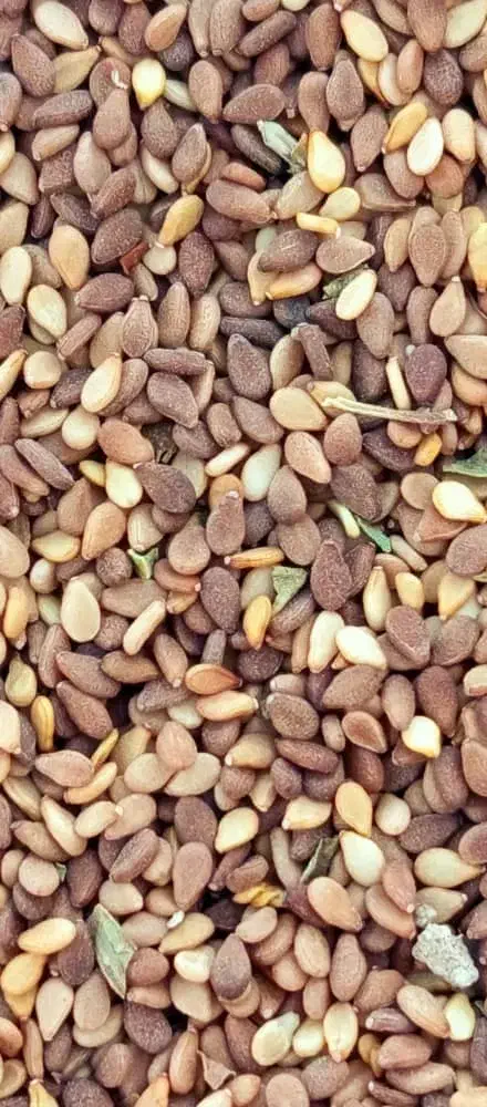 فروش کنجد|عمده‌فروشی|لار, |دیوار