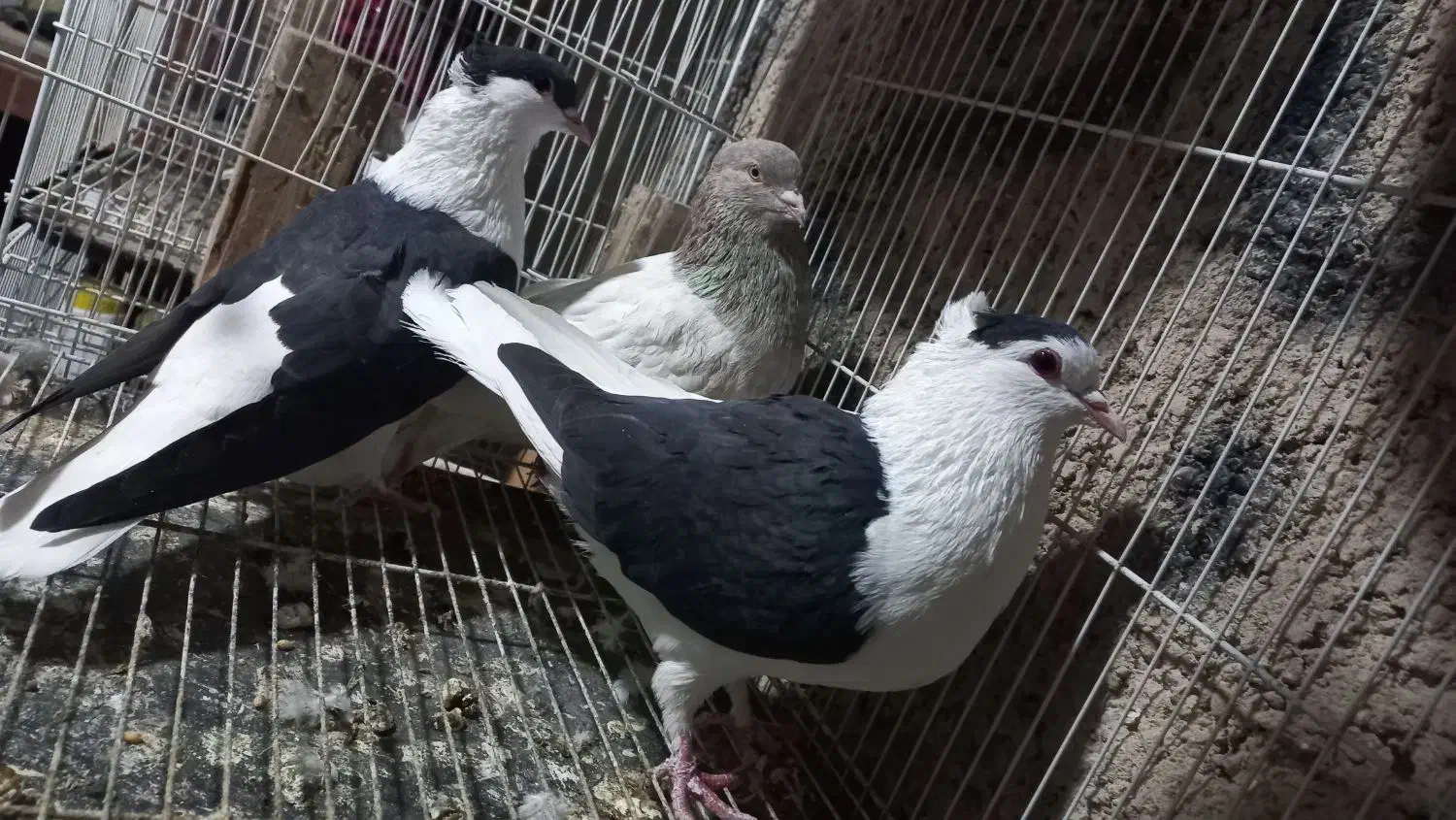 سه تا ماده به شرط|پرنده|بجنورد, |دیوار