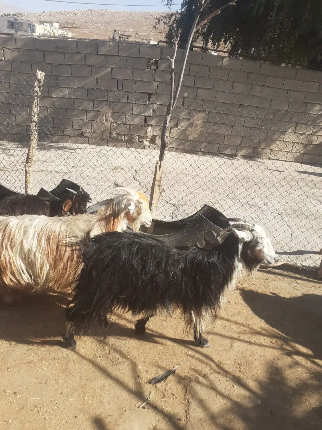 بیگ نرماده  بهده بز چاق|حیوانات مزرعه|ایذه, |دیوار