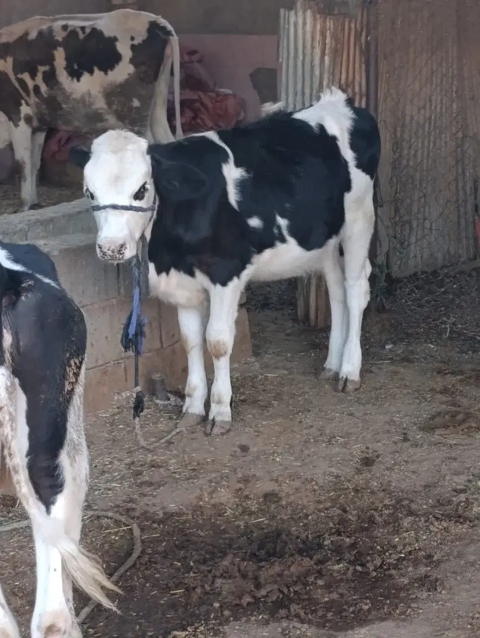 گاو وگوساله سمیتال درجه یک ونوبر هلشتاین|حیوانات مزرعه|خرمآباد, |دیوار