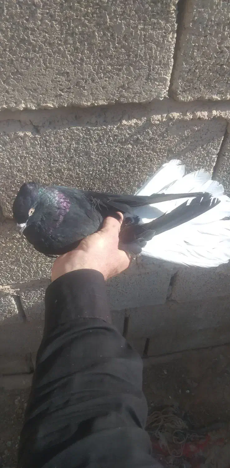 کبوتر|پرنده|بهبهان, |دیوار