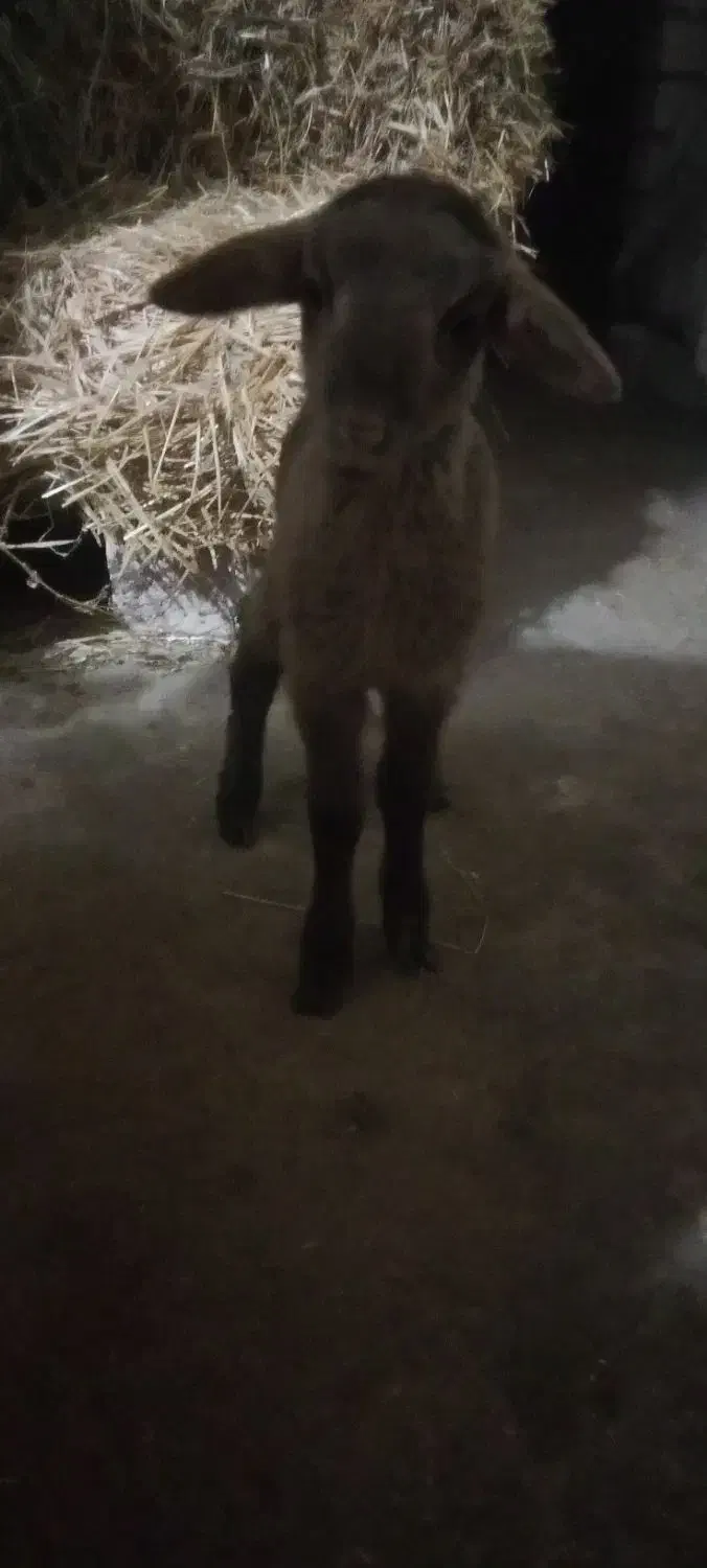 بره نر شیری|حیوانات مزرعه|آستارا, |دیوار