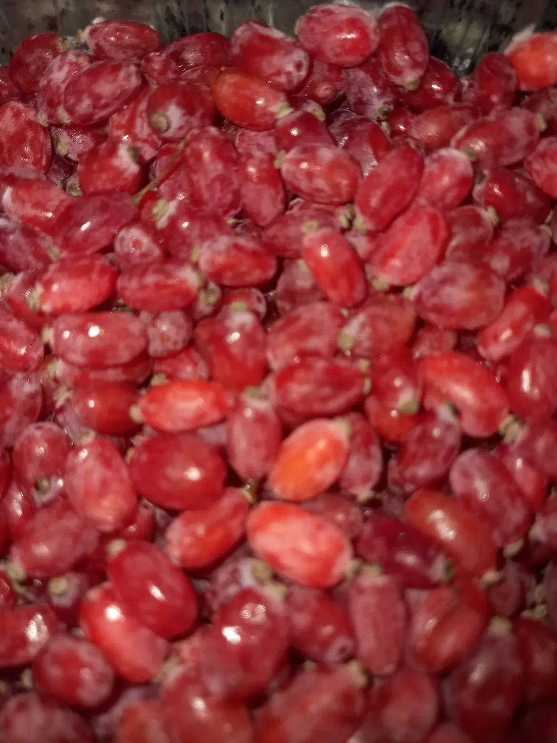 آب زرشک طبیعی و آب انار خالص و طبیعی|عمدهفروشی|خرمشهر, |دیوار