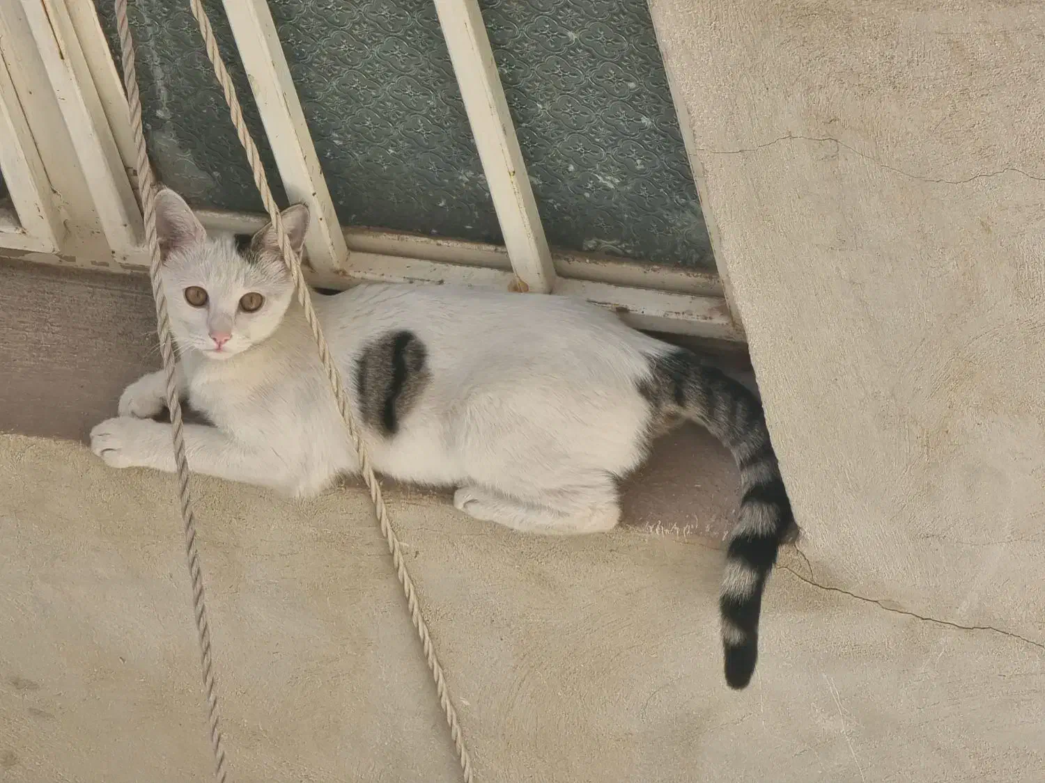 واگذاری ۴ گربه dsh (توضیحات خوانده شود)|گربه|قم, وادی السلام|دیوار