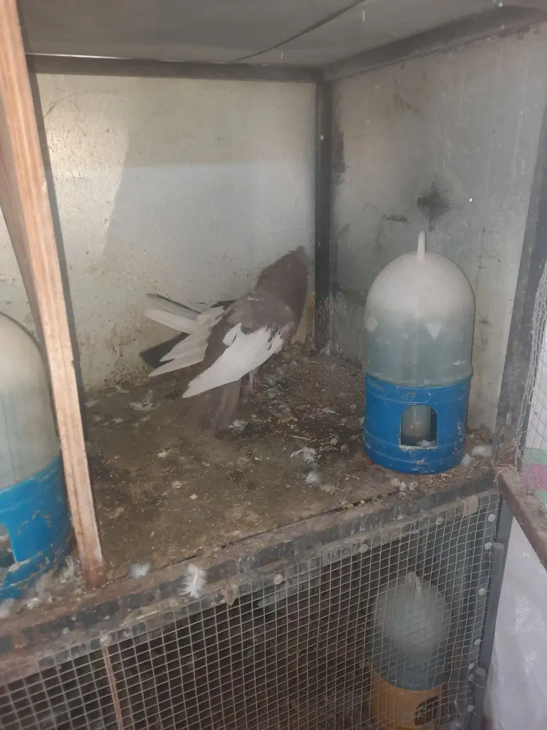 کفتر سینه|پرنده|شیراز, بازار|دیوار