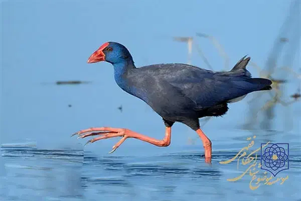 پرنده زینتی|حیوانات مزرعه|میاندوآب, |دیوار