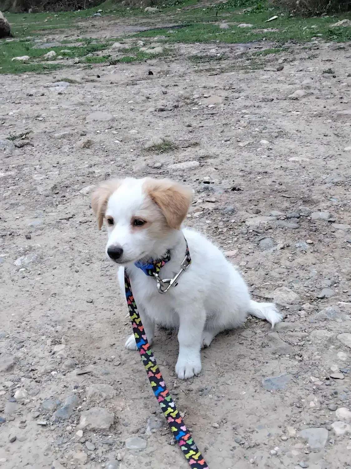 میکس پامر و اشتپیز|سگ|گرگان, |دیوار