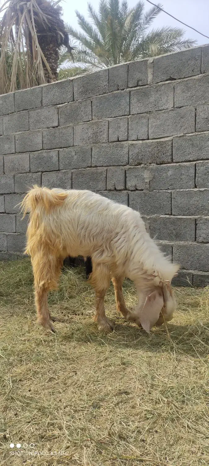 چپشت نری11 ماهه|حیوانات مزرعه|کهنوج, |دیوار