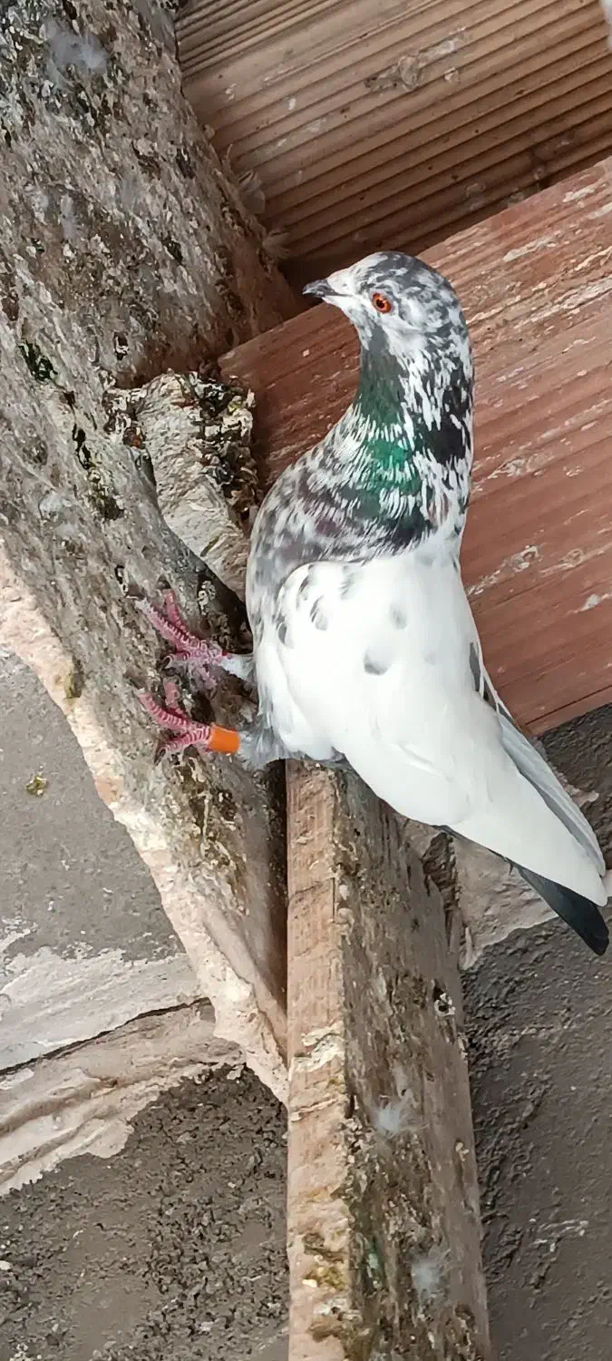 کبوتر کله دار تهرانی پرشی|پرنده|پاکدشت, پاکدشت (مامازند)|دیوار