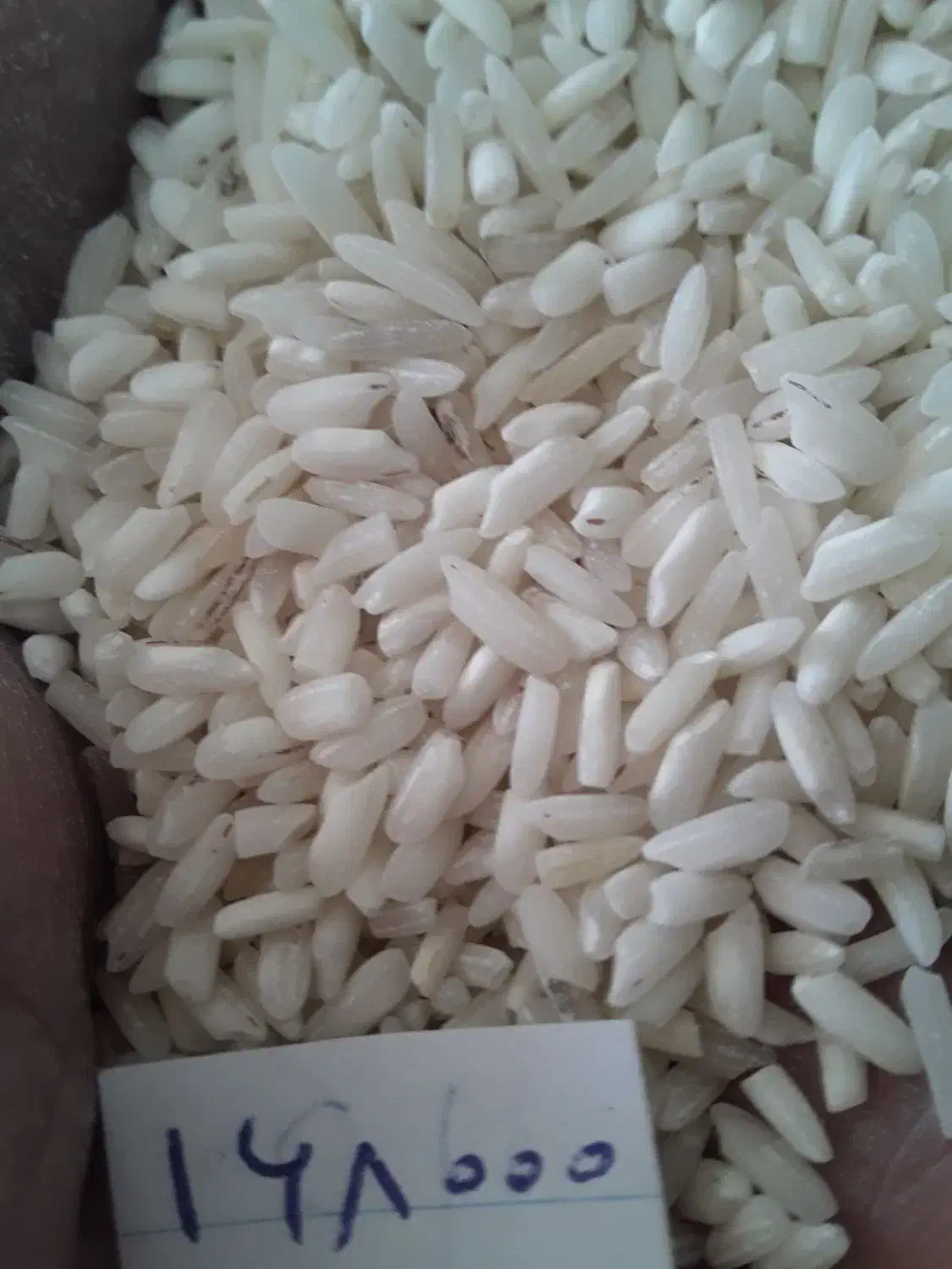 برنج هاشمی|خوردنی و آشامیدنی|زنجان, |دیوار