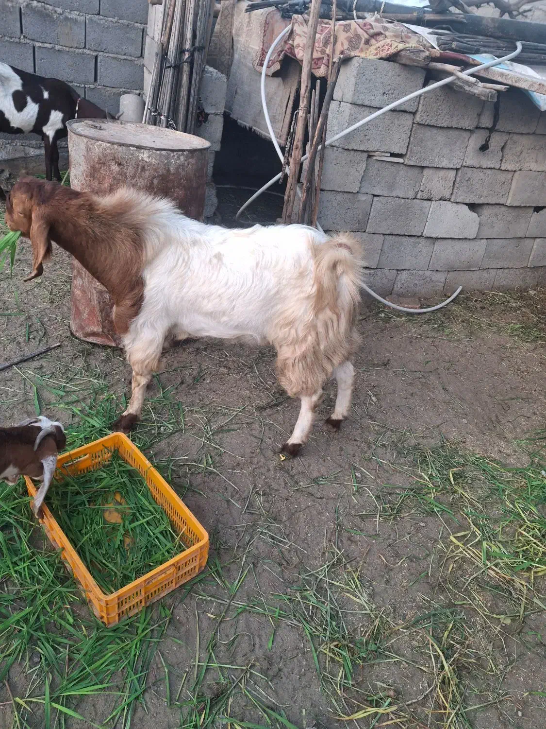 نری وگیسه|حیوانات مزرعه|بندرعباس, |دیوار